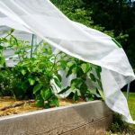 How to Protect Plants During Heat Waves