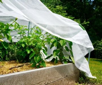 How to Protect Plants During Heat Waves