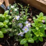 How to Grow a Herb Garden in Your Landscape: A Step-by-Step Guide
