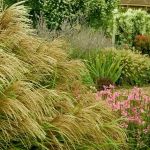 How to Use Native Grasses for Texture & Movement in Your Garden