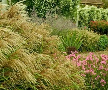 How to Use Native Grasses for Texture & Movement in Your Garden