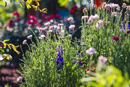 How to Choose Native Shrubs That Thrive Without Fertilizer