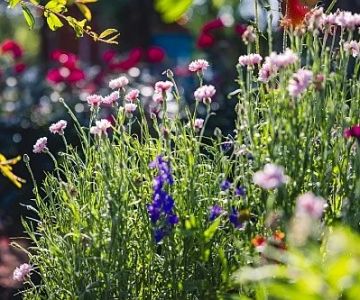 How to Choose Native Shrubs That Thrive Without Fertilizer