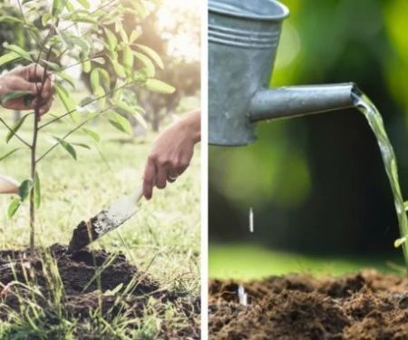 How to Care for a Newly Planted Landscape: Expert Tips for Healthy Growth