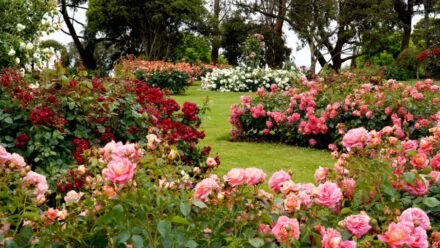 How to Grow a Stunning Rose Garden Without High Maintenance