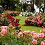 How to Grow a Stunning Rose Garden Without High Maintenance