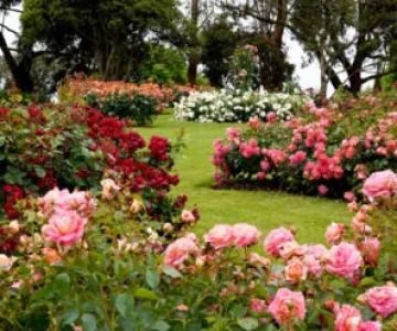 How to Grow a Stunning Rose Garden Without High Maintenance