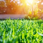 Tips for Maintaining a Lawn in a Hot, Dry Summer