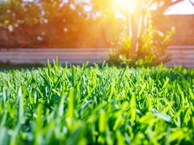 Tips for Maintaining a Lawn in a Hot, Dry Summer