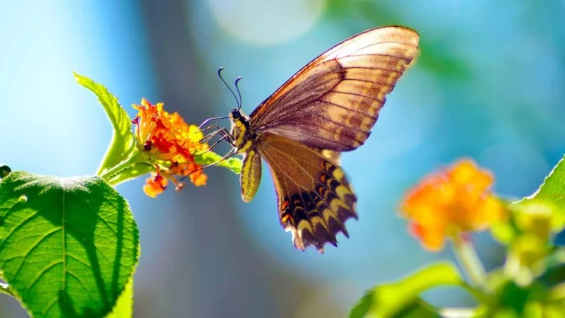 How to Attract Birds & Butterflies to Your Landscape