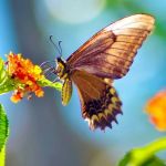 How to Attract Birds & Butterflies to Your Landscape