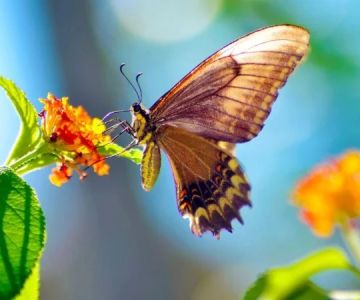 How to Attract Birds & Butterflies to Your Landscape