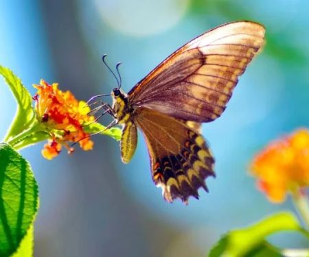 How to Attract Birds & Butterflies to Your Landscape