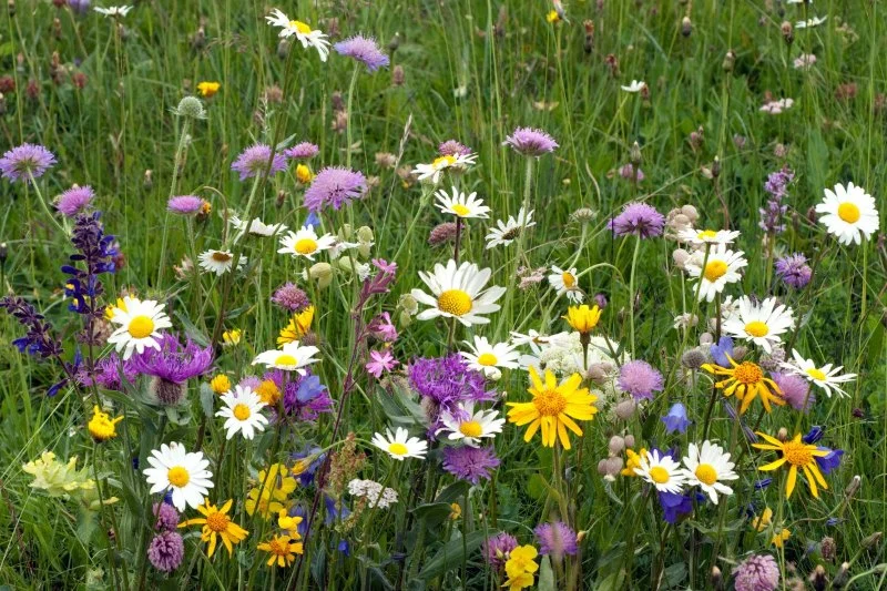 How to Convert a Lawn Into a Wildflower Meadow