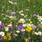 How to Convert a Lawn Into a Wildflower Meadow