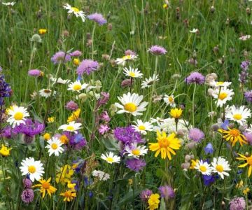 How to Convert a Lawn Into a Wildflower Meadow