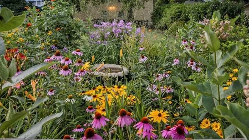 How to Design an Eco-Friendly Landscape Using Native Flora
