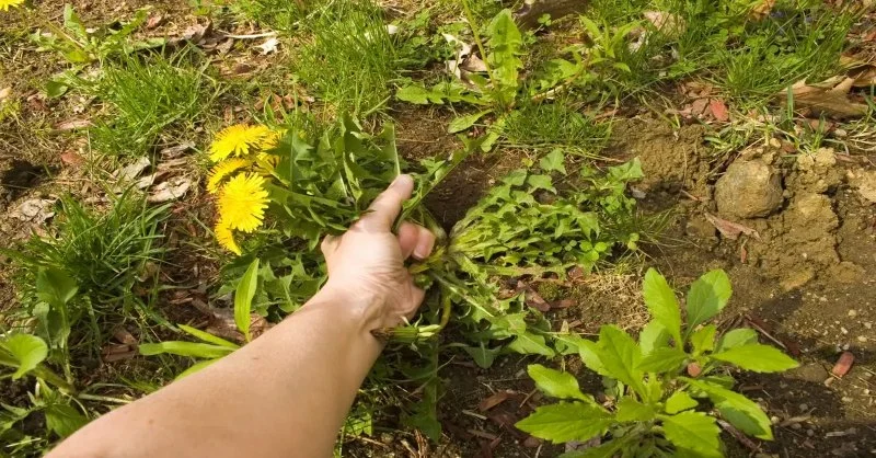 How to Manage Weeds Organically Without Chemicals