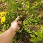 How to Manage Weeds Organically Without Chemicals