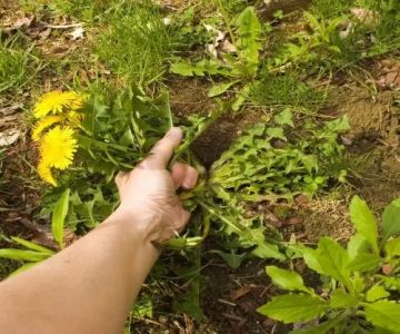 How to Manage Weeds Organically Without Chemicals