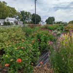 How to Plan a Garden for Succession Blooming