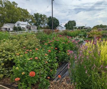 How to Plan a Garden for Succession Blooming
