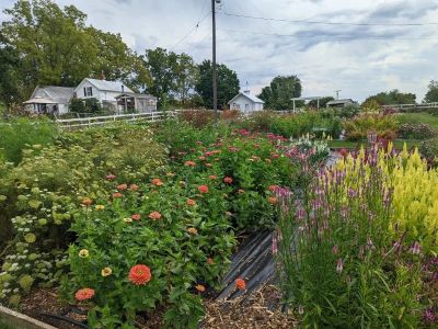 How to Plan a Garden for Succession Blooming