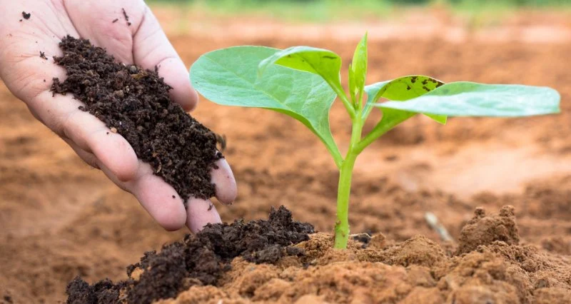 Why Use Organic Fertilizers? Pros, Cons & Tips for Healthier Plants