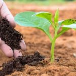 Why Use Organic Fertilizers? Pros, Cons & Tips for Healthier Plants