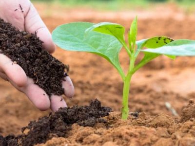 Why Use Organic Fertilizers? Pros, Cons & Tips for Healthier Plants