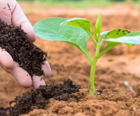 Why Use Organic Fertilizers? Pros, Cons & Tips for Healthier Plants