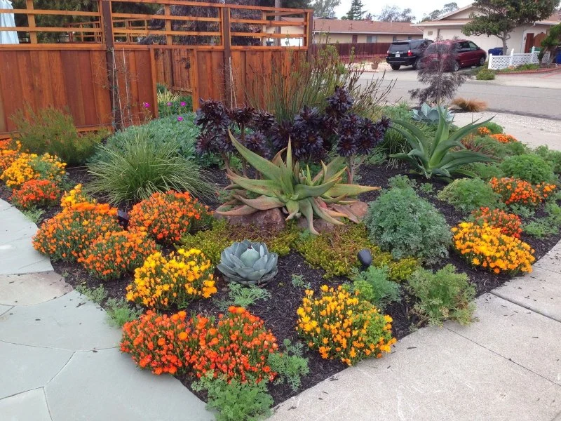Best Native Plants for Drought-Tolerant Landscaping: A Guide for Sustainable Gardening
