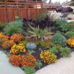 Best Native Plants for Drought-Tolerant Landscaping: A Guide for Sustainable Gardening