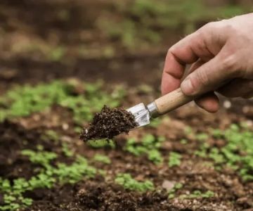 How to Choose the Right Soil & Amendments for Your Region