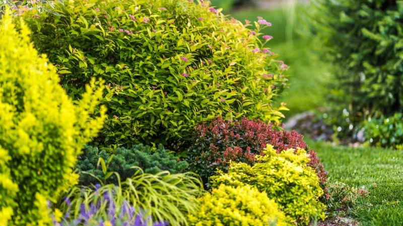 How to Plant Shrubs for Continuous Bloom – Tips for Year-Round Garden Beauty