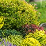 How to Plant Shrubs for Continuous Bloom – Tips for Year-Round Garden Beauty