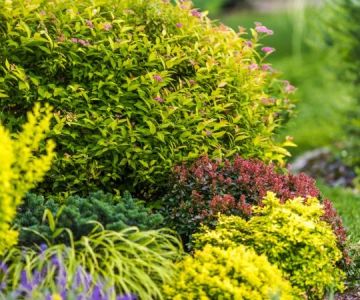 How to Plant Shrubs for Continuous Bloom – Tips for Year-Round Garden Beauty