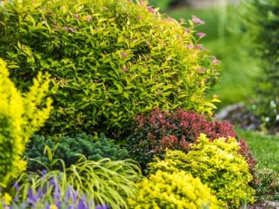How to Plant Shrubs for Continuous Bloom – Tips for Year-Round Garden Beauty