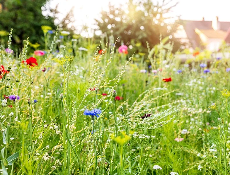 How to Cultivate a Wildflower Meadow at Home: A Step-by-Step Guide