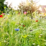 How to Cultivate a Wildflower Meadow at Home: A Step-by-Step Guide