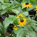 How to Plant for Delayed Blooming to Extend Season