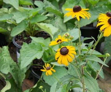 How to Plant for Delayed Blooming to Extend Season