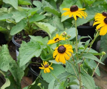 How to Plant for Delayed Blooming to Extend Season