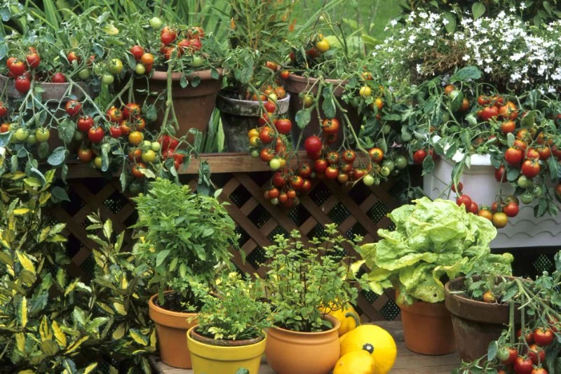 How to Use Container Planting in Small Spaces for a Beautiful Garden