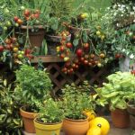 How to Use Container Planting in Small Spaces for a Beautiful Garden