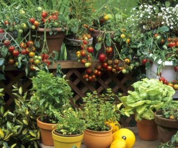 How to Use Container Planting in Small Spaces for a Beautiful Garden