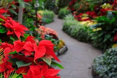 How to Stage a Garden for Holiday Seasons