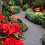 How to Stage a Garden for Holiday Seasons