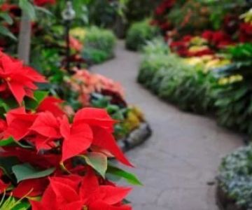 How to Stage a Garden for Holiday Seasons