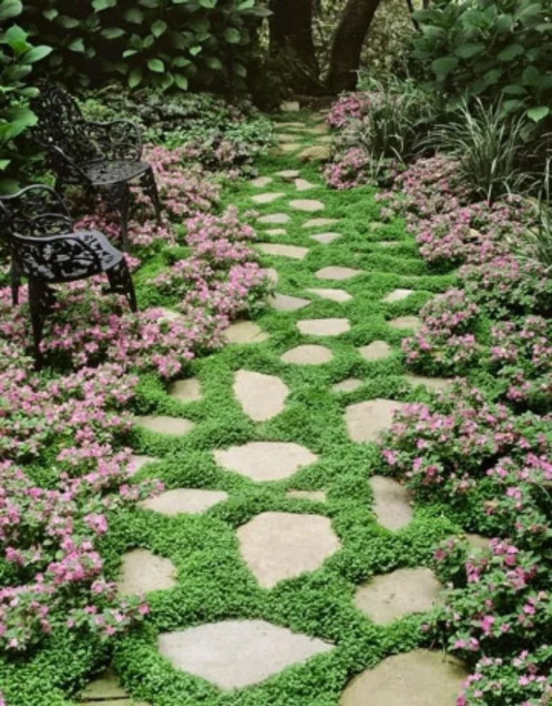 How to Use Perennial Borders to Frame Walkways: Tips for Stunning Garden Designs